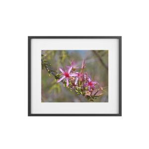 Framed Posters, Matte